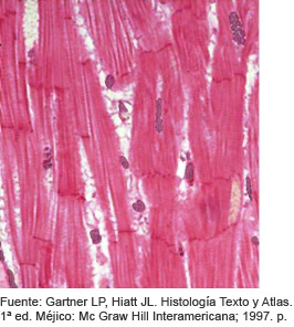 Tejido muscular cardíaco