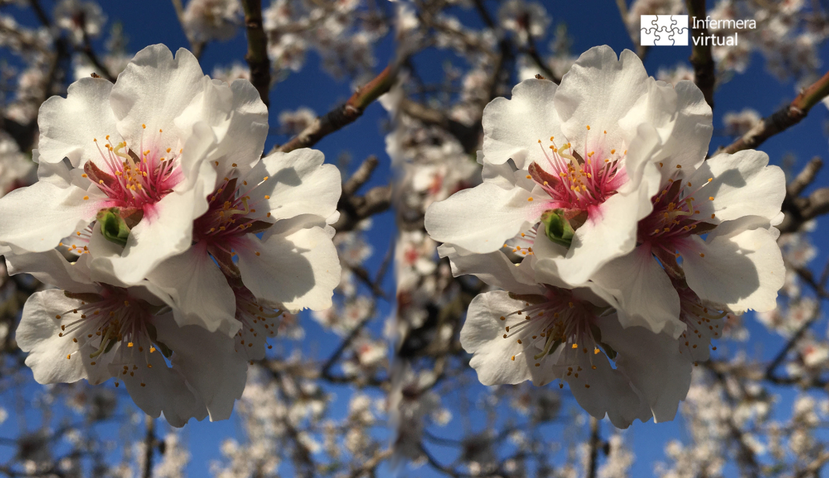 flor del almendro