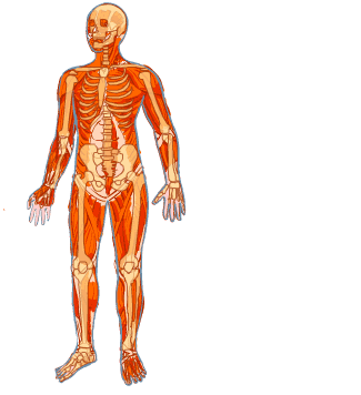 Sistema locomotor