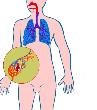 Sistema respiratorio