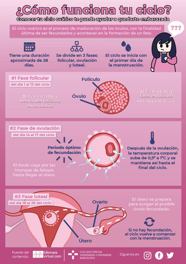 Infografía Ciclo ovárico