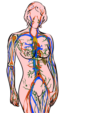 Sistema cardiovascular