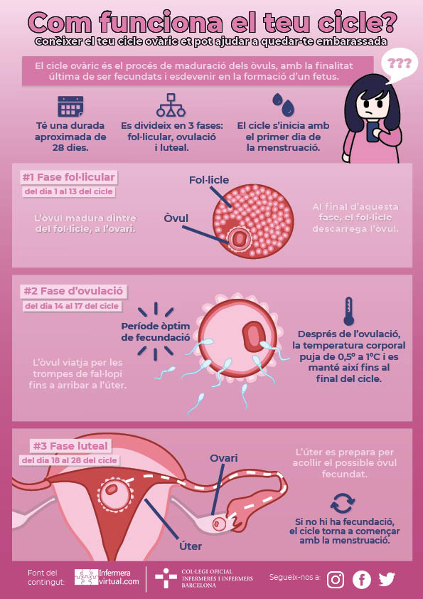 Infografia Cicle ovàric