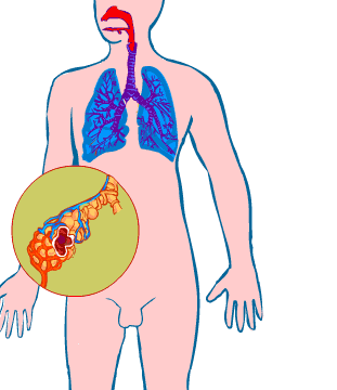 Sistema respiratori