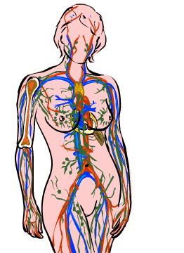 sistema cardiovascular