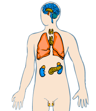 Sistema endocrino;