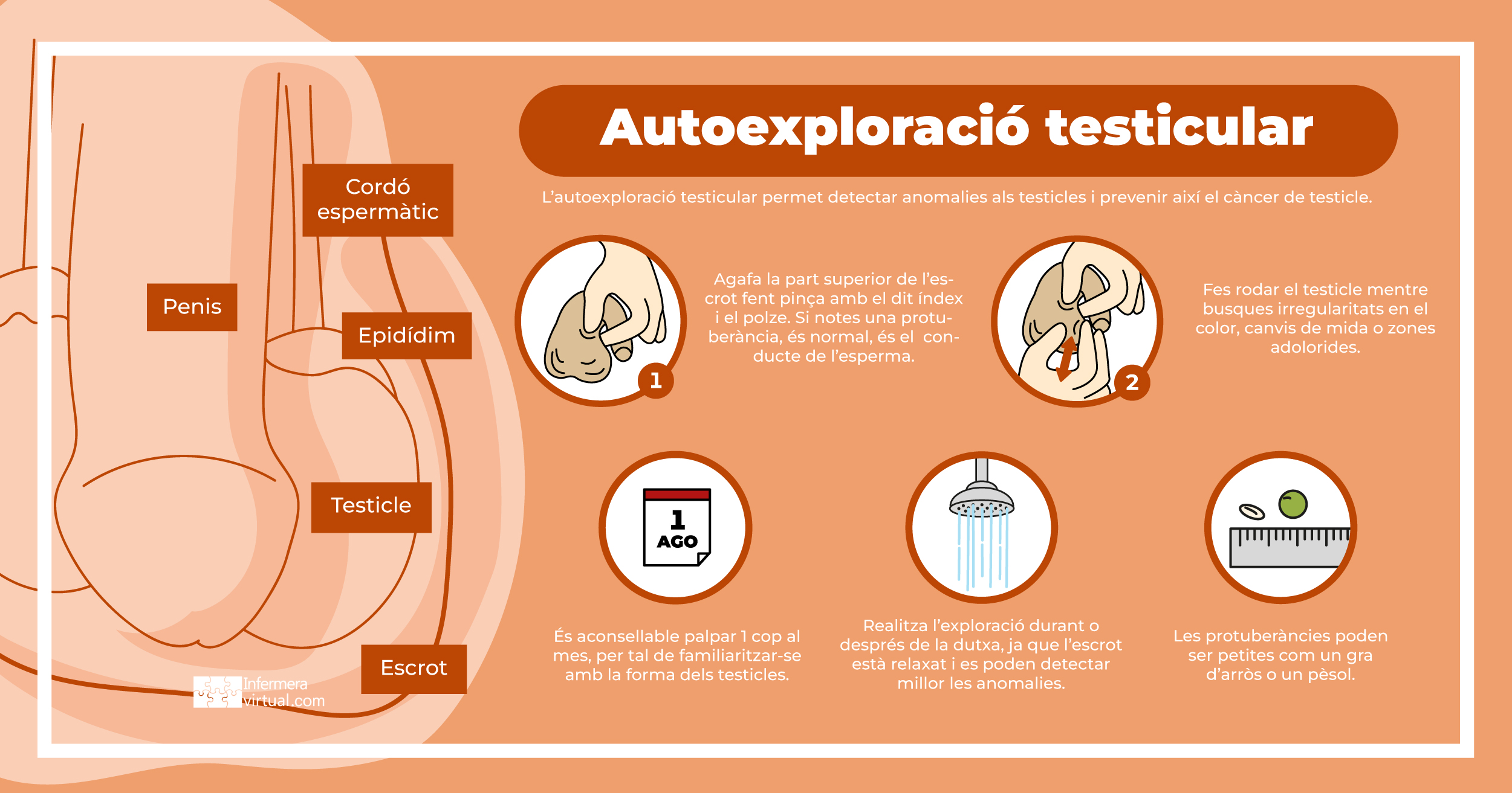 Autoexploració testicular