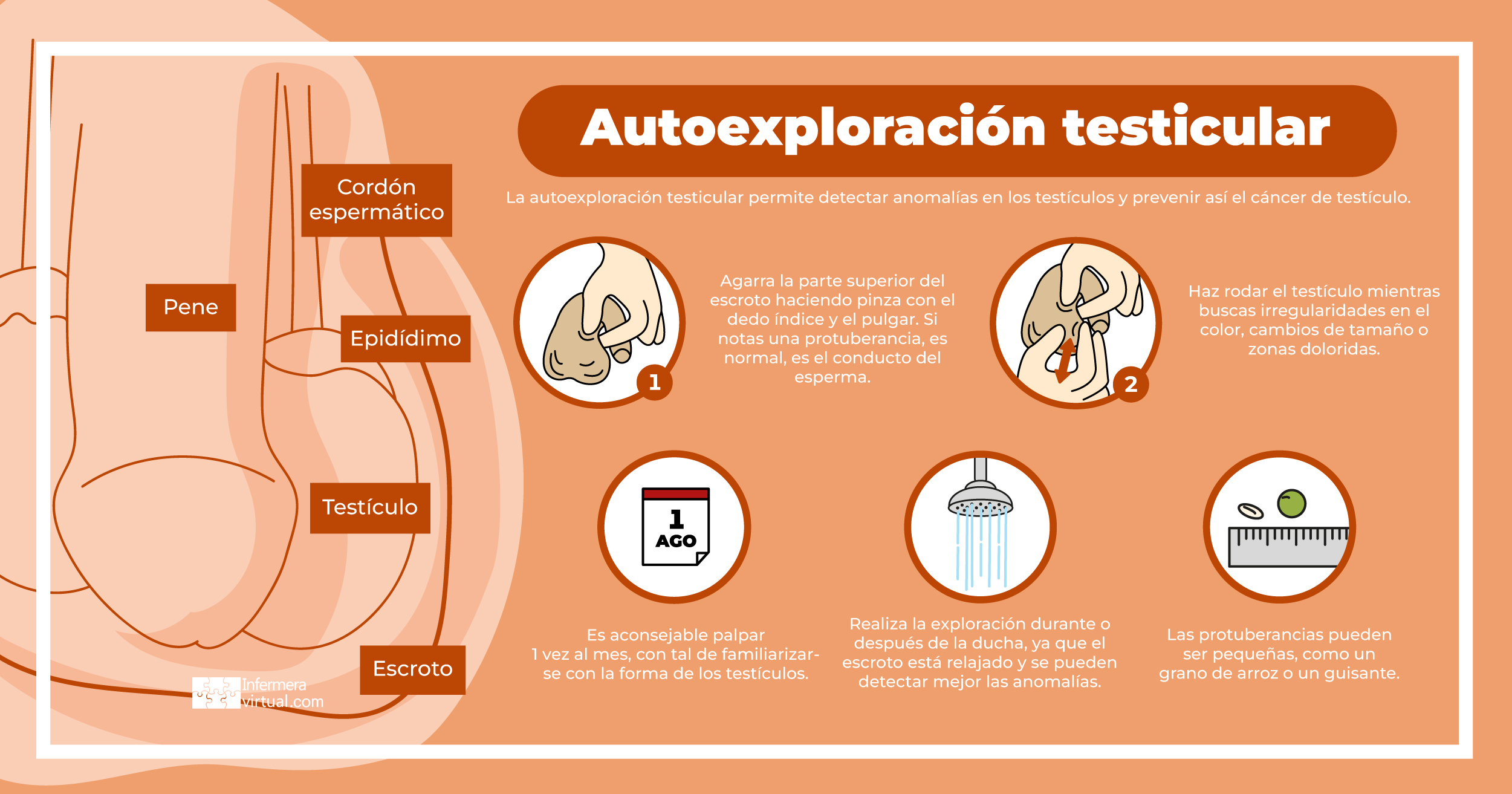 Autoexploración testicular