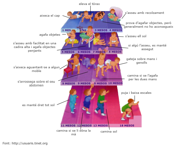 Evolució motriu des del mes fins 18 mesos