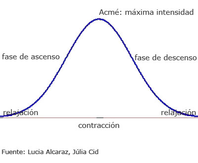 Gráfica fases contracción